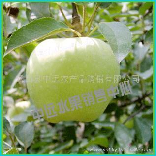 供應(yīng)黃元帥蘋果上市了，山東黃元帥蘋果上市了，山東黃元帥蘋果已上市了