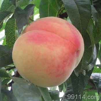 供應(yīng)山東毛桃生產(chǎn)