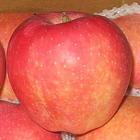 供應(yīng)山東紅嘎啦蘋果，山東紅嘎啦蘋果價(jià)格，山東紅嘎啦蘋果電話