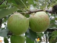 供應急售藤木蘋果，山東急售藤木蘋果，藤木蘋果熟了