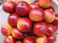 供應(yīng)陸地油桃，陸地油桃產(chǎn)地批發(fā)，陸地油桃產(chǎn)地電話