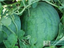 供應(yīng)急售山東優(yōu)質(zhì)大棚西瓜批發(fā)市場