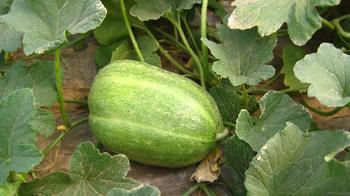供應(yīng)山東甜瓜，山東優(yōu)質(zhì)甜瓜基地，山東甜瓜價(jià)格
