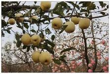 供應山東金帥蘋果市場，山東金帥蘋果市場批發(fā)，山東金帥蘋果市場價格