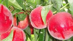 供應(yīng)哪里有春雪毛桃便宜，哪里有春雪毛桃便宜，哪里有春雪毛桃價(jià)格便宜