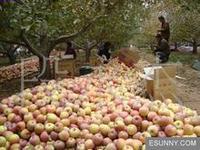 供應(yīng)藤木一號蘋果產(chǎn)地，藤木一號蘋果產(chǎn)地，13563918592