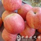 供應(yīng)金帥蘋(píng)果山東優(yōu)質(zhì)蘋(píng)果基地
