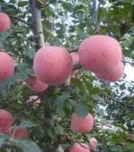 供應山東紅富士蘋果優(yōu)質紙袋蘋果基地