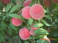 供應(yīng)哪里有春雪毛桃便宜，哪里有春雪毛桃便宜，哪里有春雪毛桃價(jià)格便宜