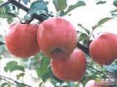 供應(yīng)嘎啦多少錢，山東嘎啦蘋果多少錢，紅嘎啦蘋果多少錢