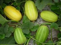 供應(yīng)山東甜瓜產(chǎn)地，山東瓜果批發(fā)基地