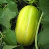 供應(yīng)山東甜瓜，山東優(yōu)質(zhì)甜瓜基地，山東甜瓜價(jià)格