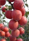 供應(yīng)山東無公害紅富士，山東紅富士蘋果，大量供應(yīng)冷庫蘋果