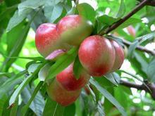 供應中油4號5號中油9號大型油桃批發(fā)基