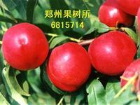 供應(yīng)露天曙光油桃價(jià)格多少，露天曙光油桃價(jià)格多少，露天曙光油桃價(jià)格批發(fā)