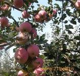 供應(yīng)嘎啦多少錢，山東嘎啦蘋果多少錢，紅嘎啦蘋果多少錢