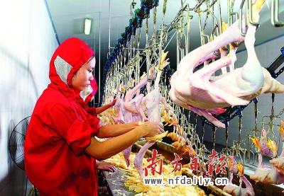 供應(yīng)家禽計數(shù)器家禽屠宰流水線計數(shù)器