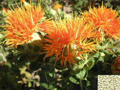 批發(fā)桔梗圖片