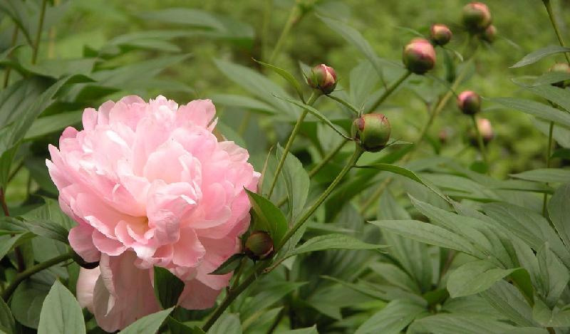亳州白芍藥材圖片
