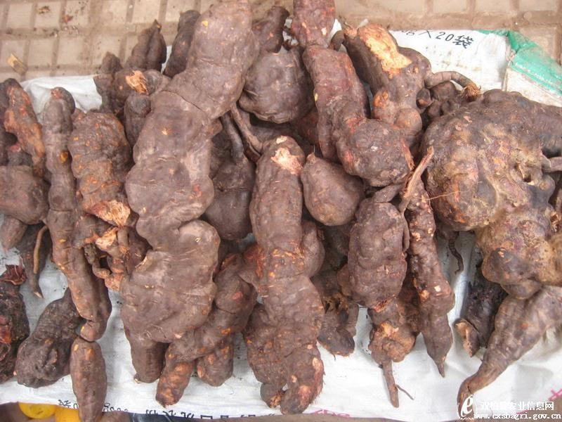 供應(yīng)在哪里有買中藥材種苗批發(fā)