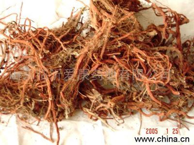 大量供應(yīng)丹參藥材種苗