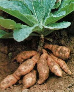 供應(yīng)利農(nóng)生地種苗-改良生地種苗-優(yōu)質(zhì)生地種苗