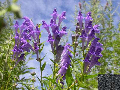 供應(yīng)藥材批發(fā)-批發(fā)藥材