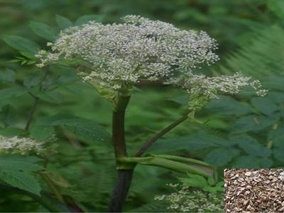 供應(yīng)在哪里有買瓜萎種子價(jià)錢