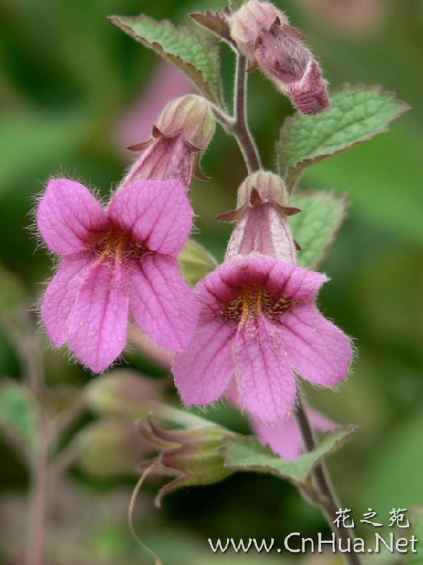 供應(yīng)利農(nóng)生地種苗-改良生地種苗-優(yōu)質(zhì)生地種苗