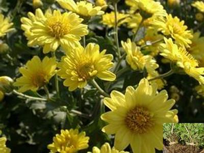 白芷種子圖片/白芷種子樣板圖 (2)