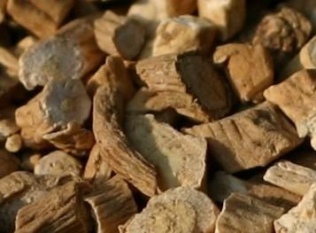 供應(yīng)板藍(lán)根種子