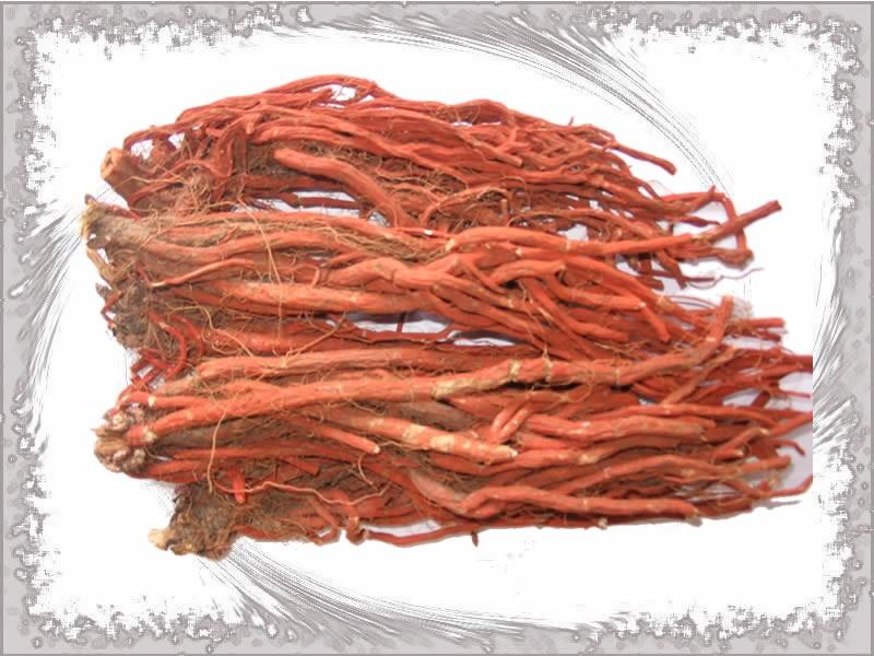 供應(yīng)丹參種苗種植基地，丹參種苗哪里有賣，丹參種苗批發(fā)價