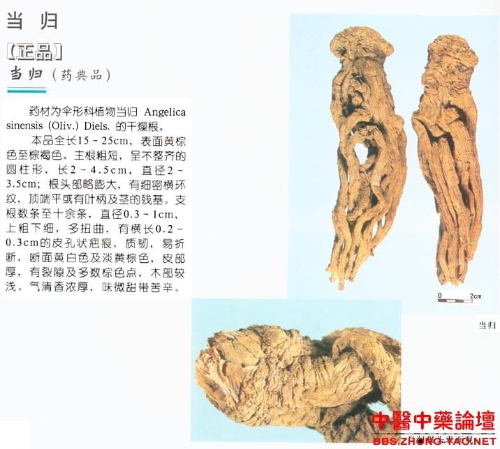 供應(yīng)當(dāng)歸種苗