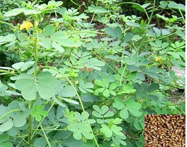 白芷種子圖片/白芷種子樣板圖 (4)