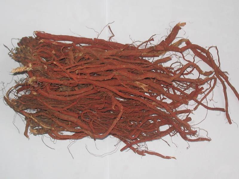 供應(yīng)丹參種苗種植技術(shù)，丹參種苗廠家，丹參種苗*