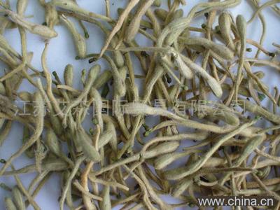 供應(yīng)毫州金銀花哪家*，優(yōu)質(zhì)金銀花，金銀花種植技術(shù)