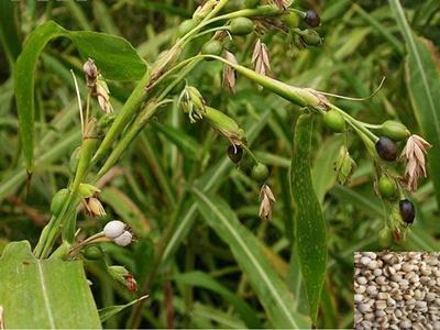 供應(yīng)安徽白芷種子供應(yīng)商價(jià)格