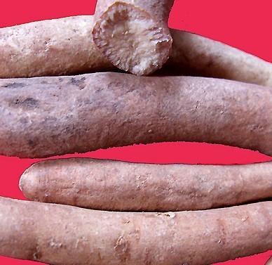 供應(yīng)亳州供應(yīng)白芍種苗