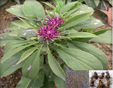 桔梗種子哪里有賣圖片