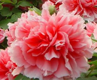 亳州牡丹種苗批發(fā)圖片