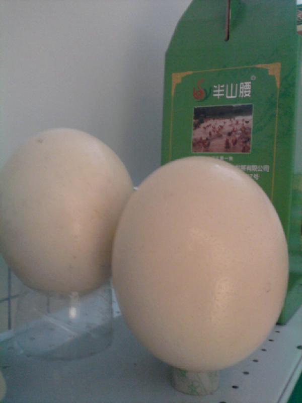 供應(yīng)廣州鴕鳥蛋鴕鳥蛋好吃鴕鳥蛋