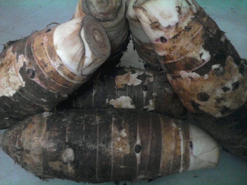 供應(yīng)廣州*的張溪香芋批發(fā)商