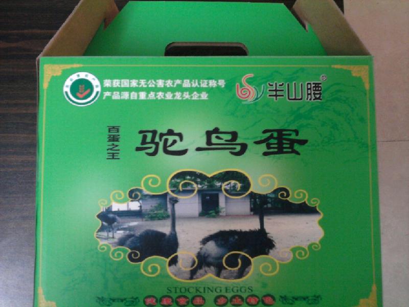 供應深圳鴕鳥蛋鴕鳥蛋