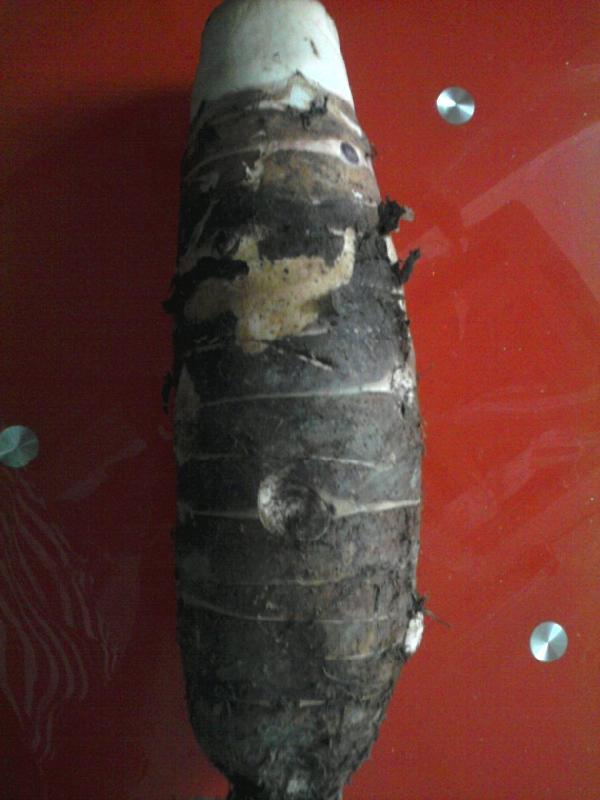 供應廣州白云區(qū)*鮮的張溪香芋