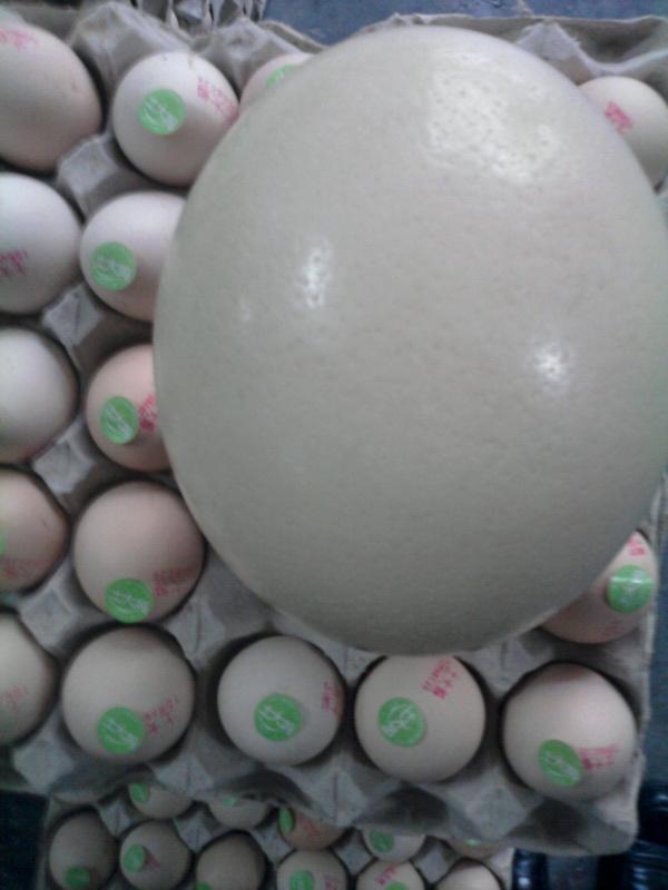 供應(yīng)鴕鳥蛋批發(fā)公司