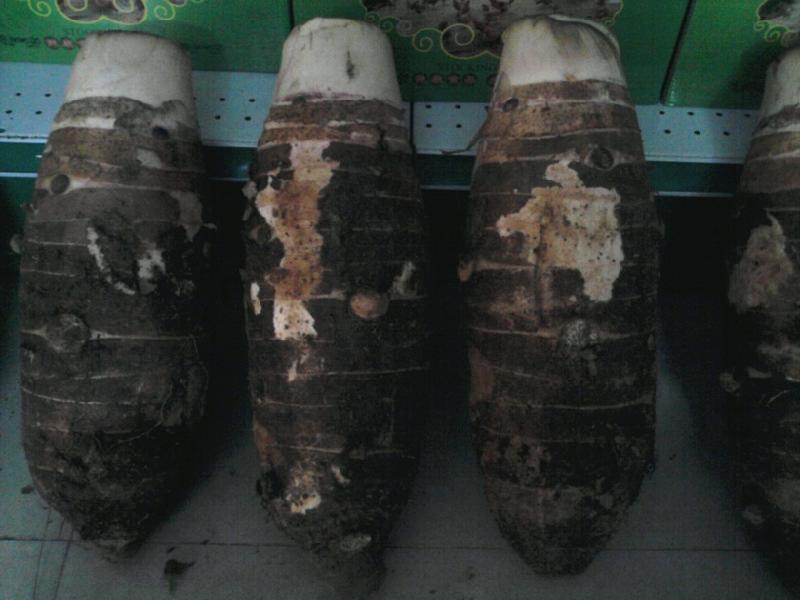 供應(yīng)張溪香芋供應(yīng)商