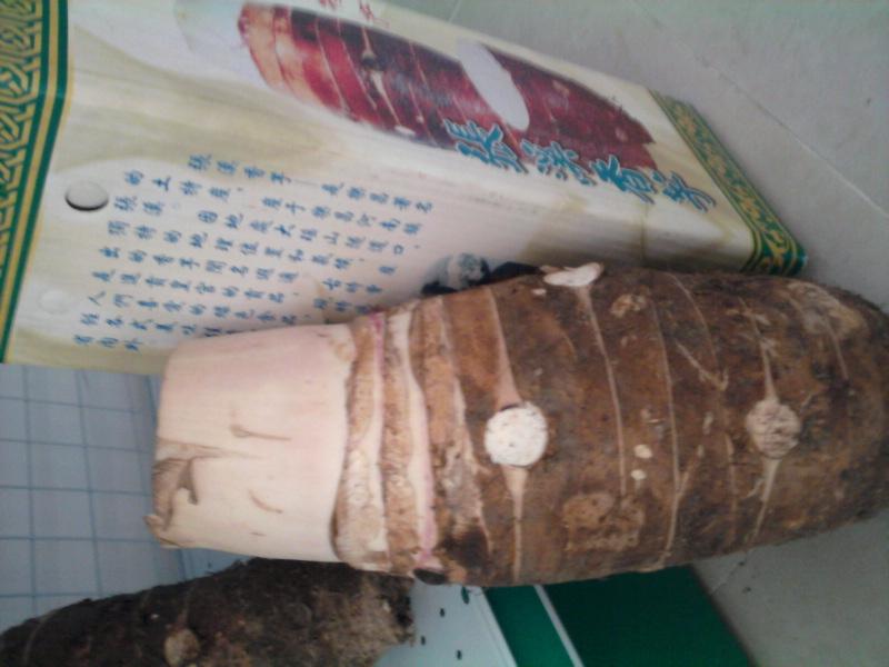 供應(yīng)*張溪香芋