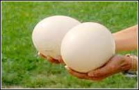 供應(yīng)廣州鴕鳥蛋鴕鳥蛋 深圳鴕鳥蛋廣州鴕鳥蛋鴕鳥蛋深圳鴕鳥蛋
