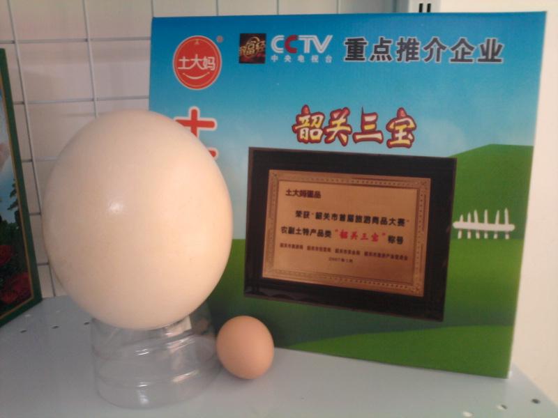 供應深圳鴕鳥蛋鴕鳥蛋