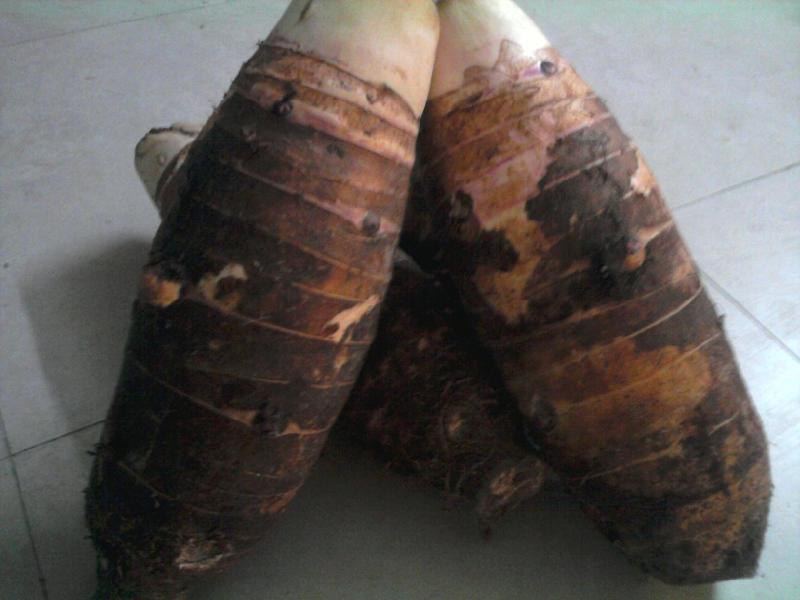 供應廣州白云區(qū)*鮮的張溪香芋